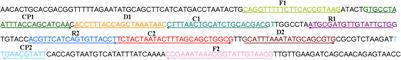 Real-time multiple cross displacement amplification assay for rapid and sensitive detection of Haemophilus influenzae